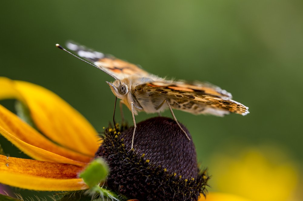 Photograph by Алексей Пришвин