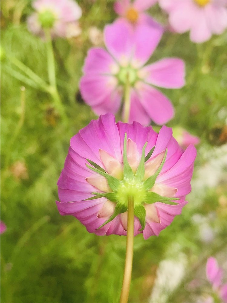 shy pink flower in the field