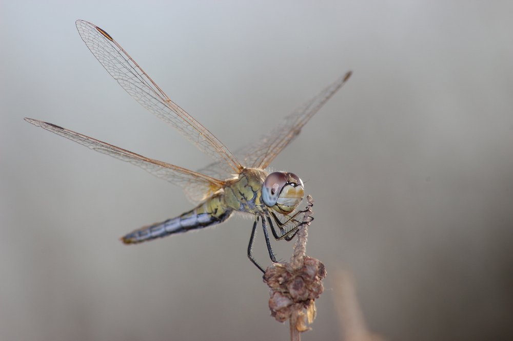 Photograph by Кирилл Лунченко