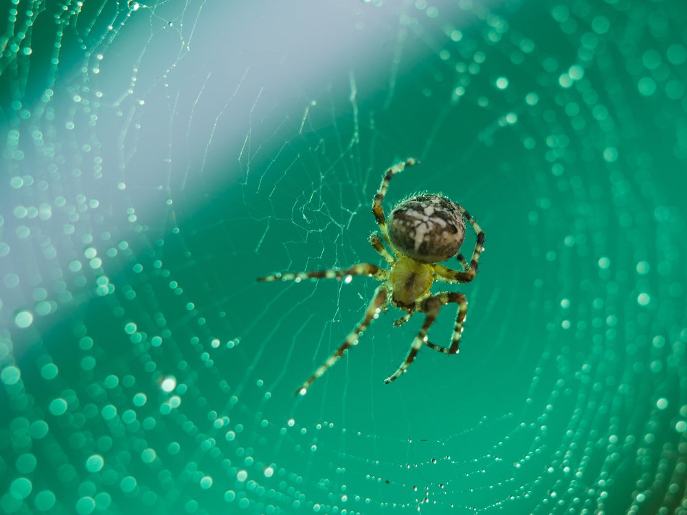 Photograph by Олеся Семенова