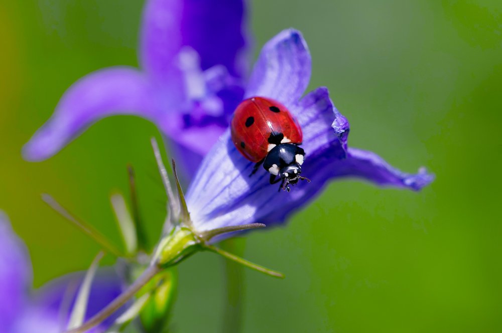 Photograph by Юрий Бичеров