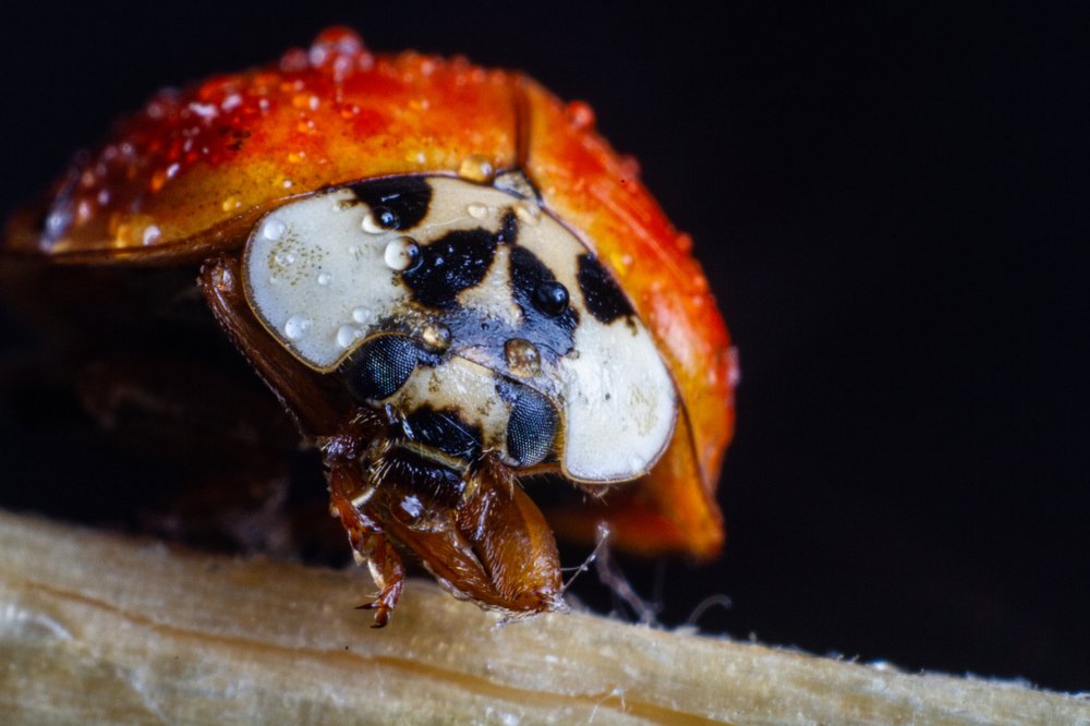 Photograph by Володимир Сорін