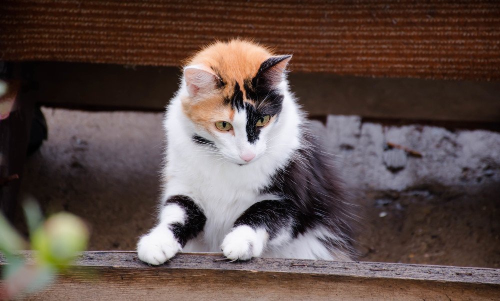 Кошка на охоте.