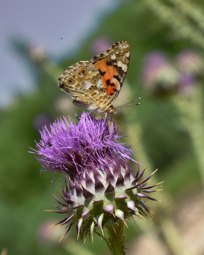 Photograph by Mohammad Sadegh Vasiei