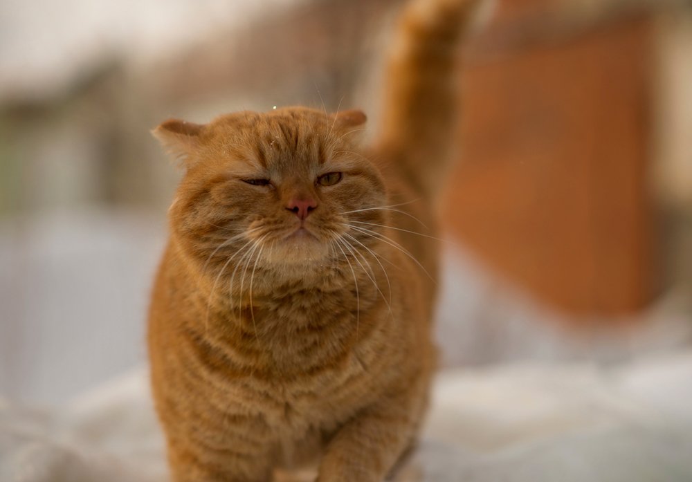 Photograph by Лаптева Татьяна Александровна