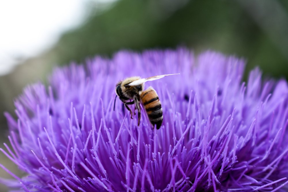 Photograph by Mohammad Sadegh Vasiei