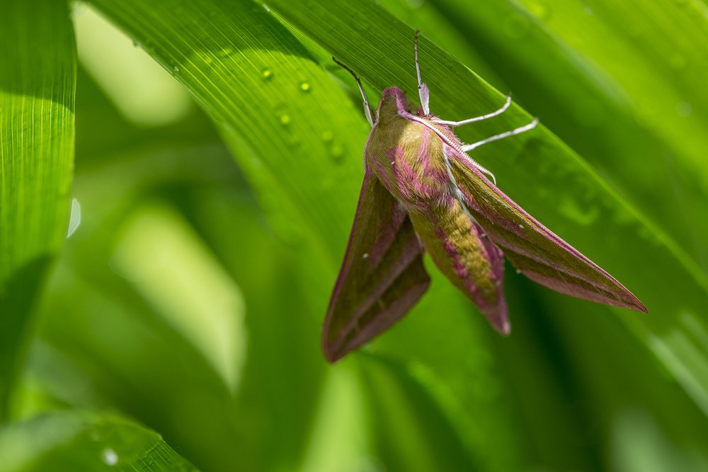Photograph by Алексей Пришвин