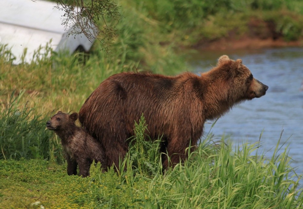 Мишкино детство.