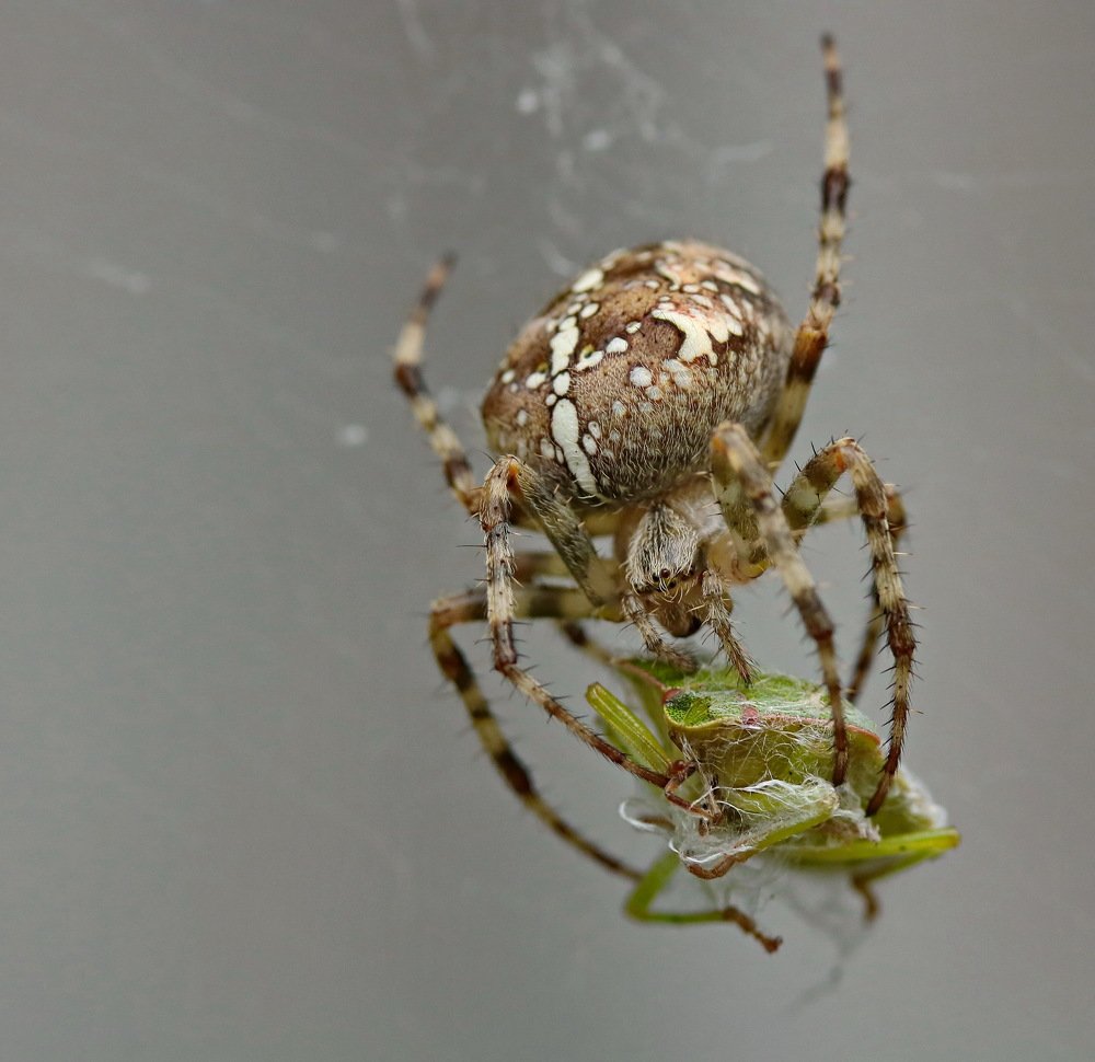 Photograph by Игорь Осипов