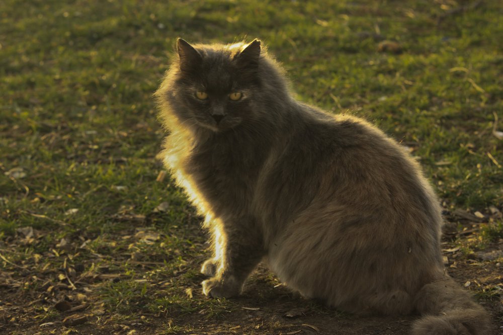 Фотография автора Kamil Onugor