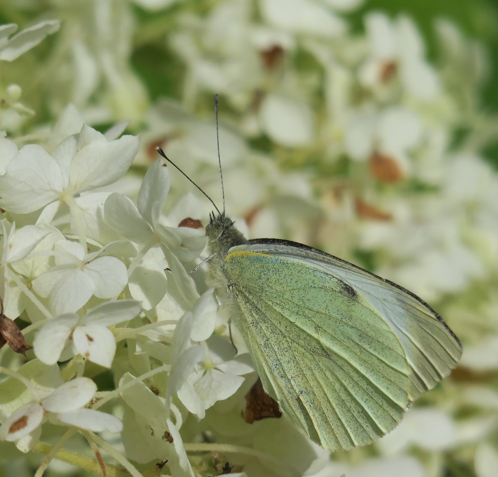 Photograph by Pauline Doran