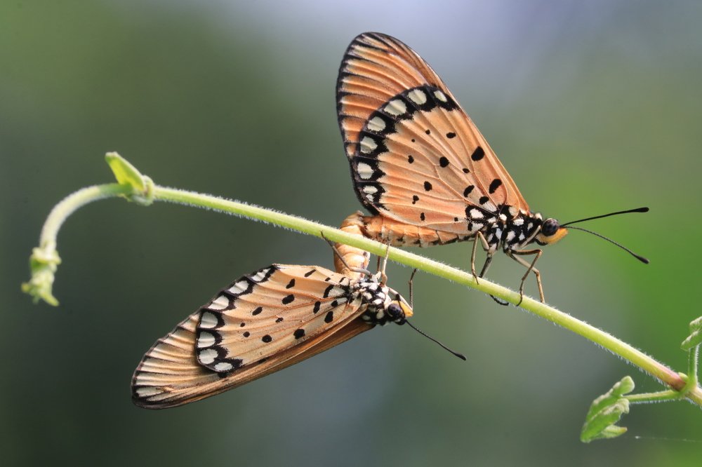 Photograph by Sahabuddin Sk