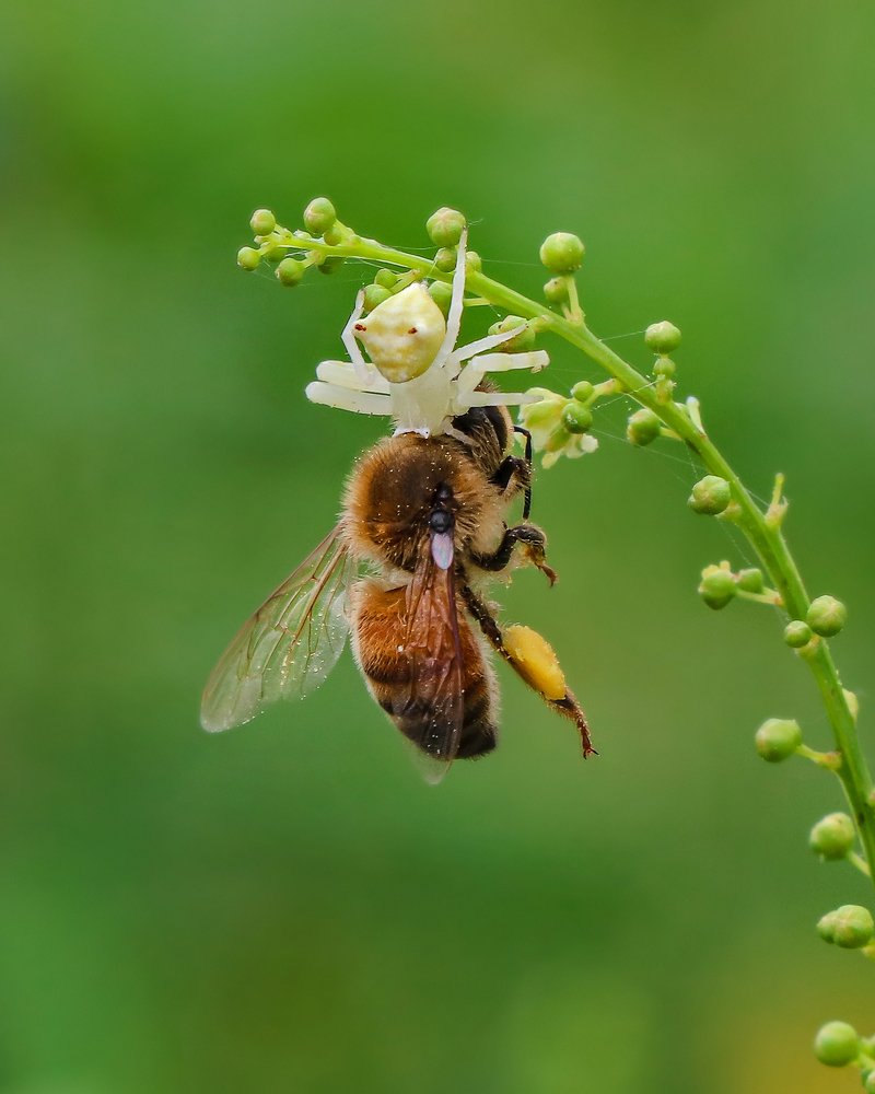 Photograph by Sahabuddin Sk