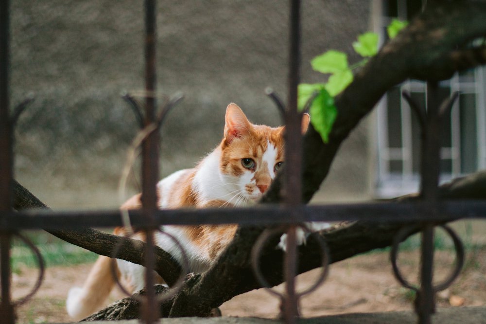 Photograph by Jana Vukomanovic