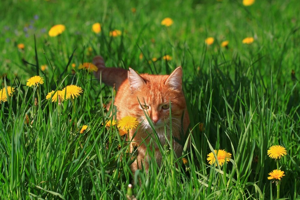 Одуванчиковый кот