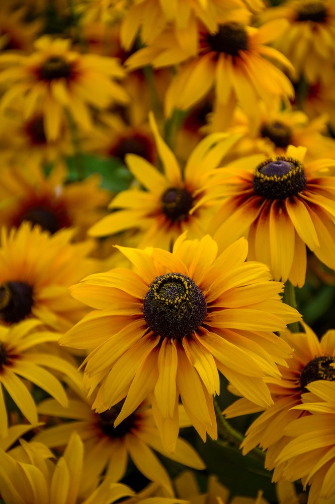 Фотография автора Mohsen Tavakoli