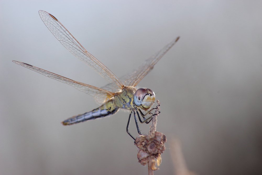 Photograph by Кирилл Лунченко