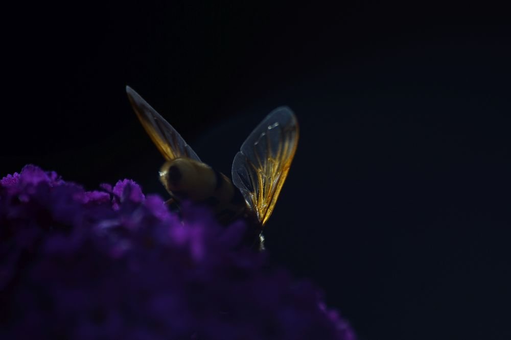 Photograph by Magdalena Wysztygiel