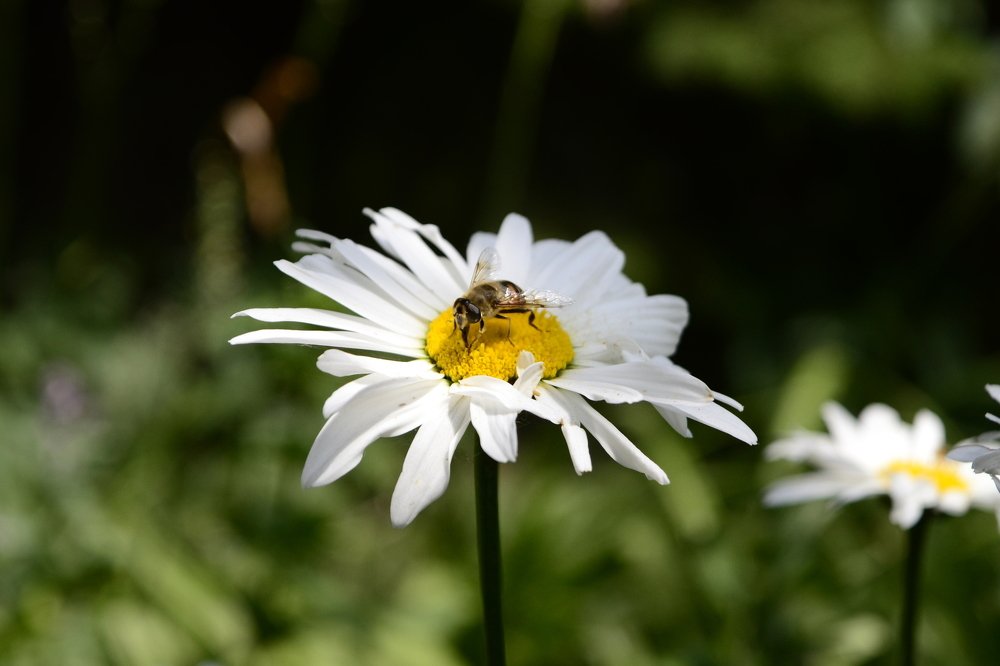 Photograph by Армина