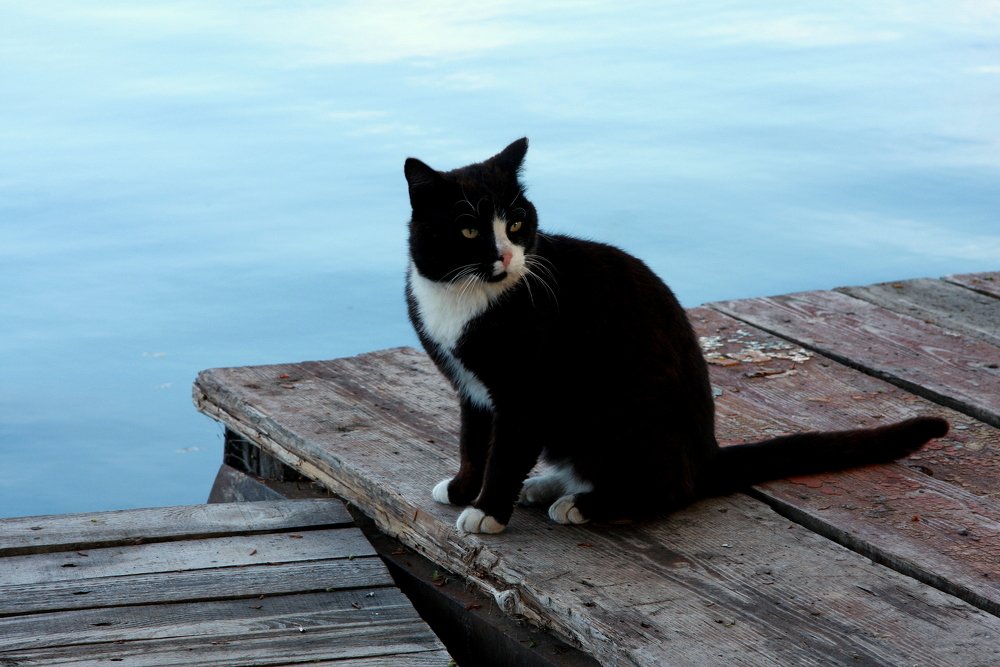 Кот-рыболов