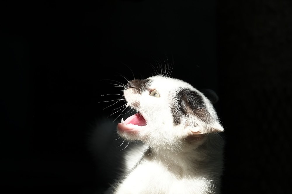 Photograph by Mark Manlangit