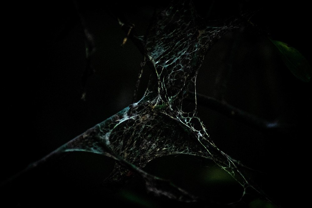 Photograph by Niyana