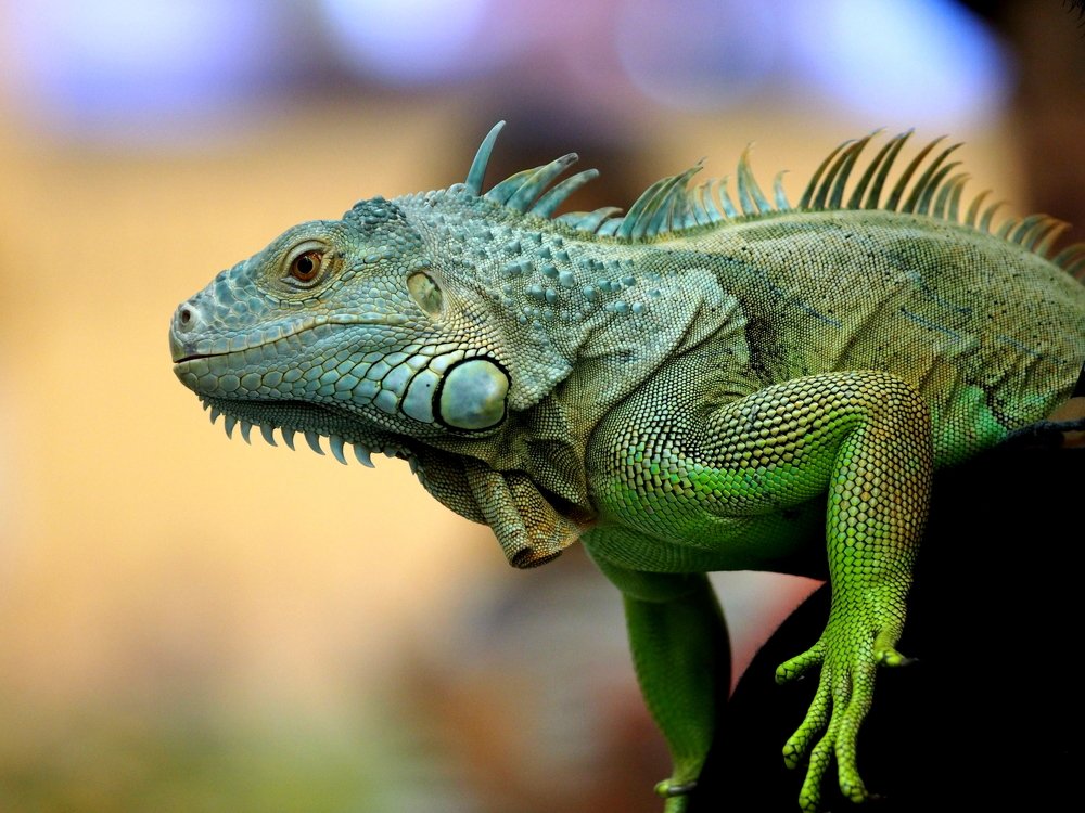 GREEN IGUANA