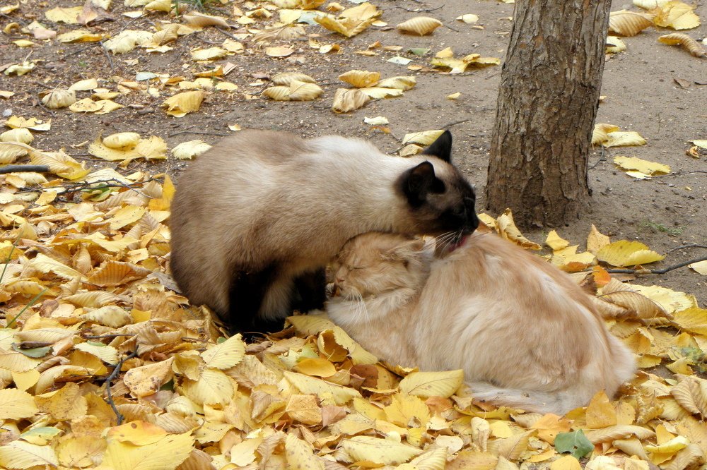 Кошачья нежность