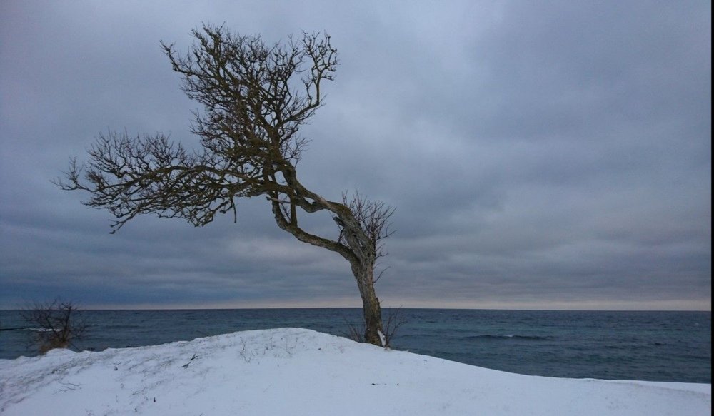 Tree heart of Gotland