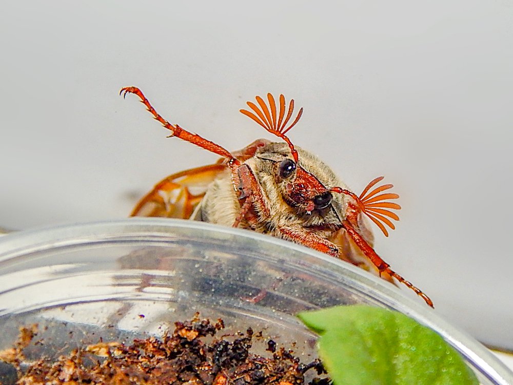 Greetings from Kaliningrad from the May bug
