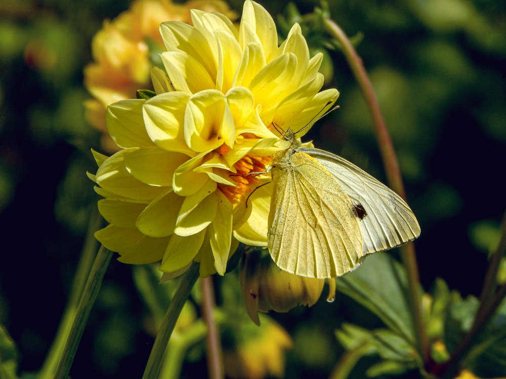Butterfly on a flower
