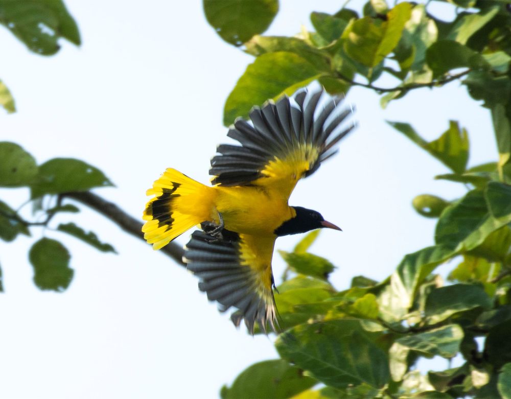 Indian golden oriole (Oriolus kundoo)