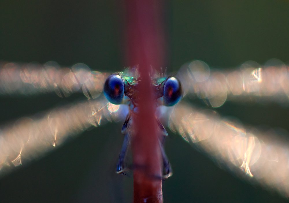 Photograph by Валерия Зверева
