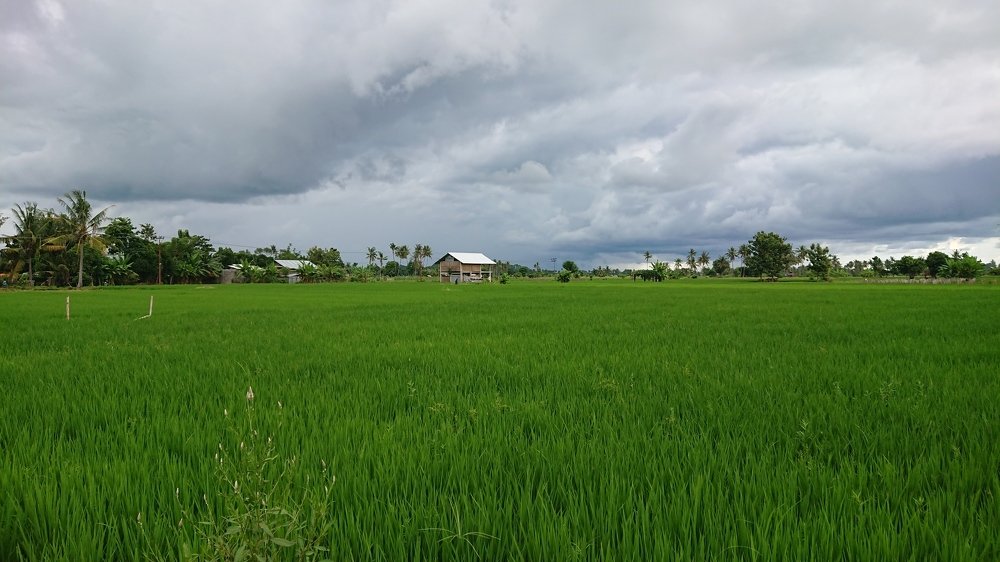 Field exotic
