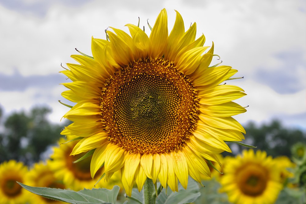 Photograph by Евгений Беленков