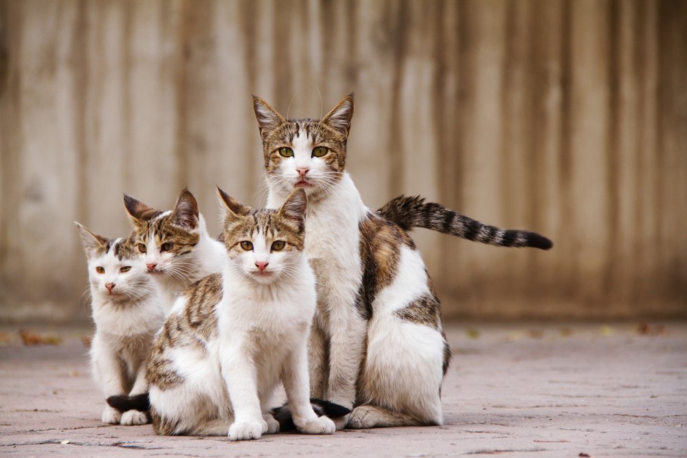 Photograph by Mohammad Beheshti