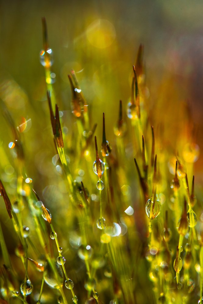 Весенние отблески