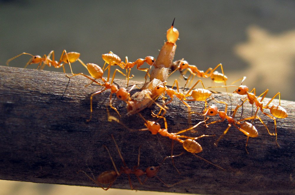 Photograph by subhash purohit