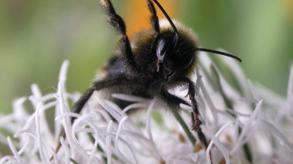 Приветствие шмеля