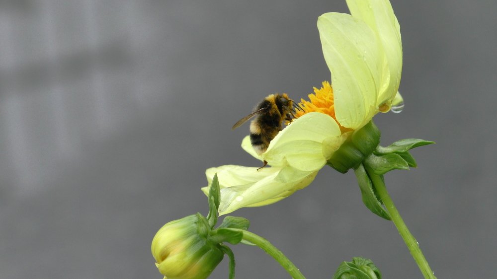 Цветок и шмель
