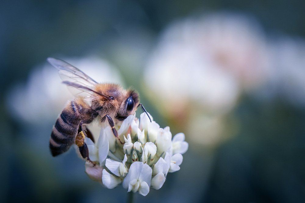 Photograph by Алла Вовк