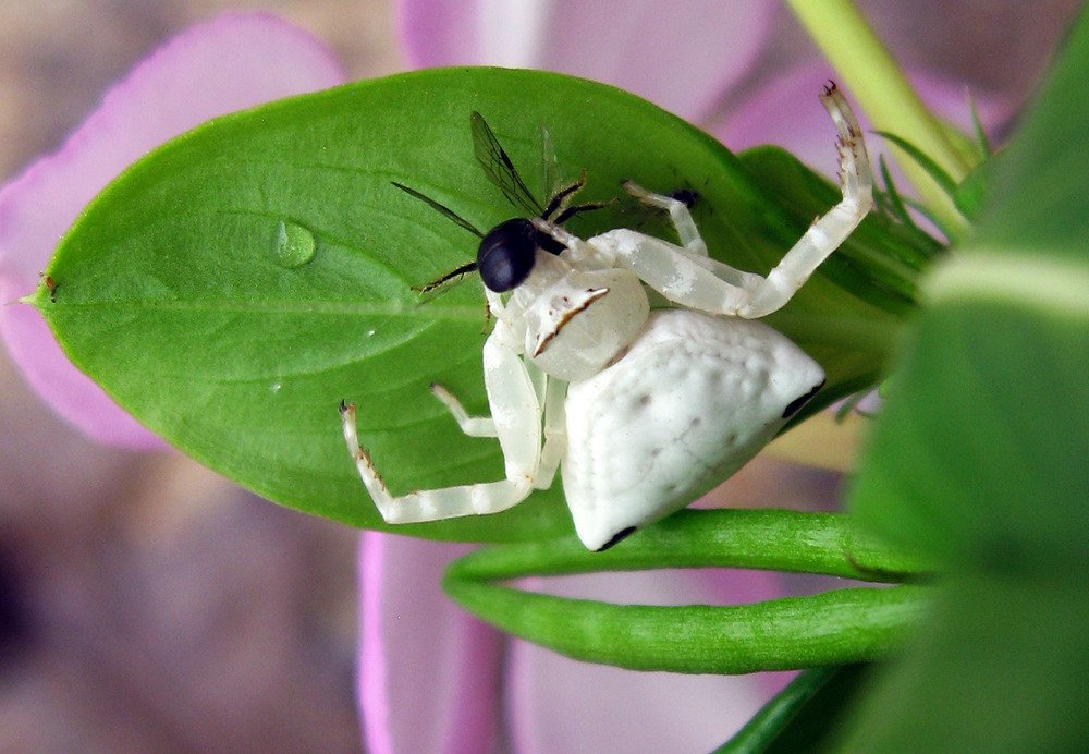 Photograph by subhash purohit