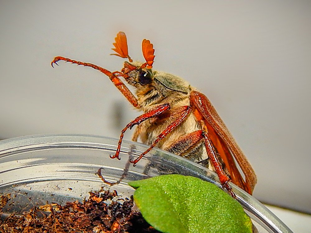 Good May Beetle from Kaliningrad