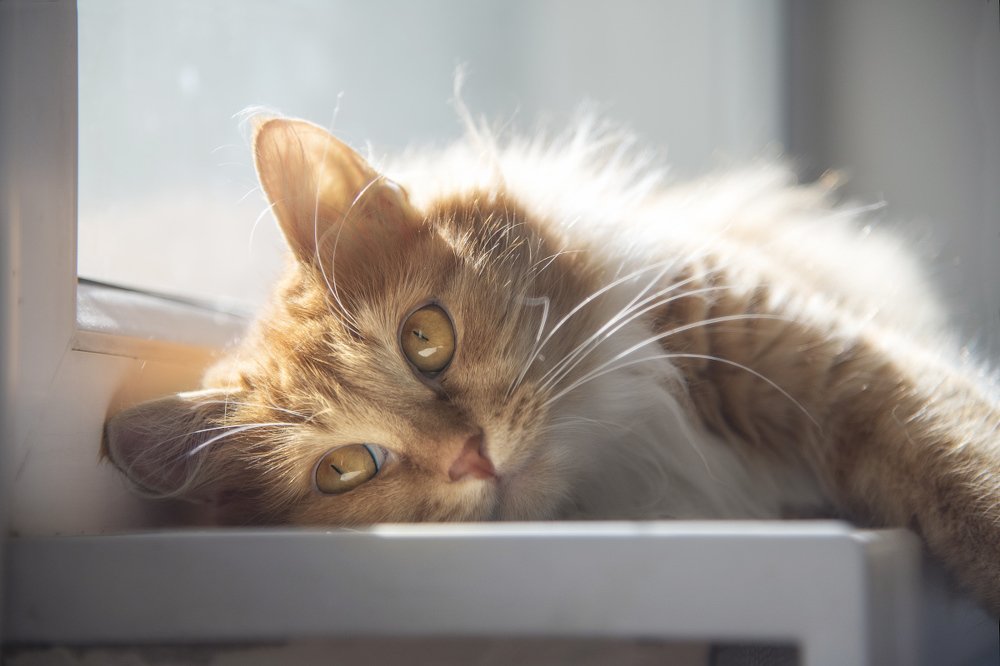 Photograph by Людмила Сиденко