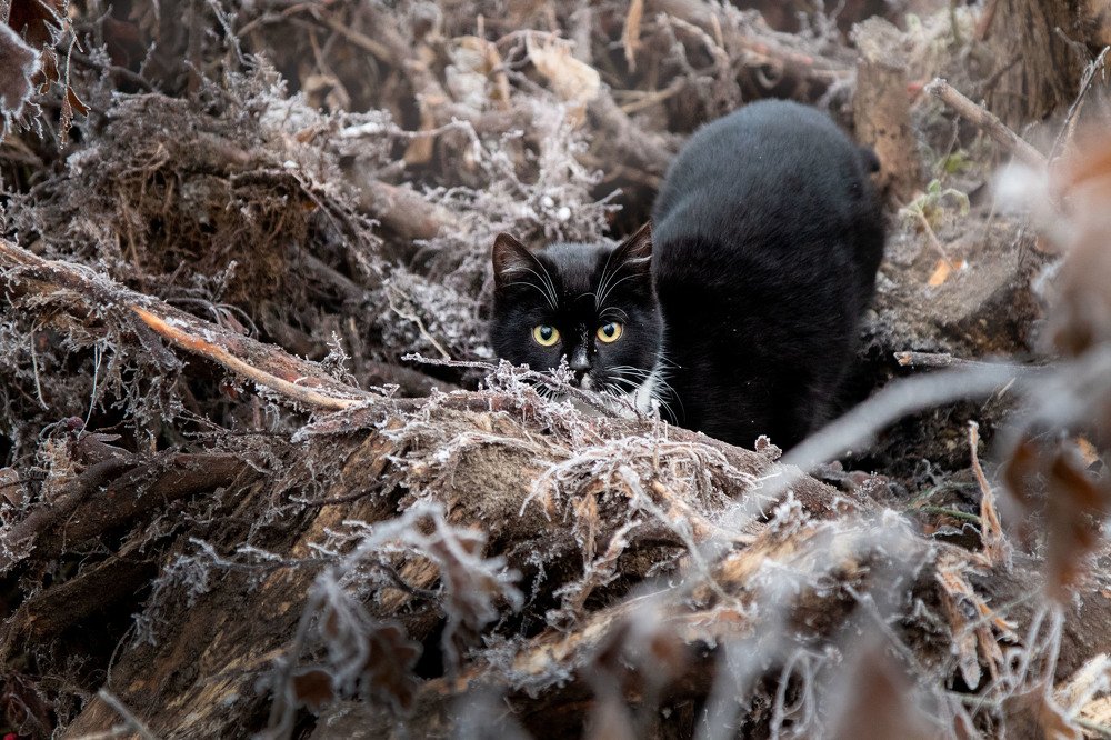 Photograph by Лиана Сопина