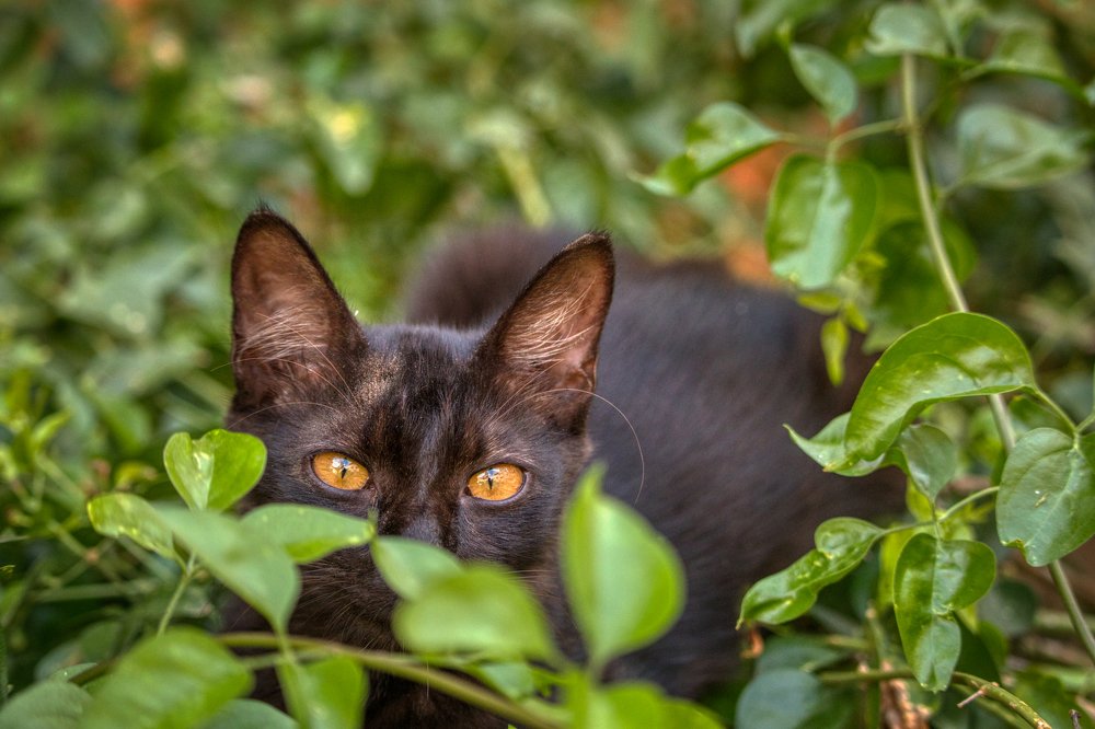 Photograph by Mythri