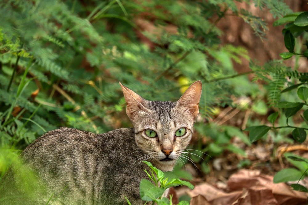 Photograph by Mythri