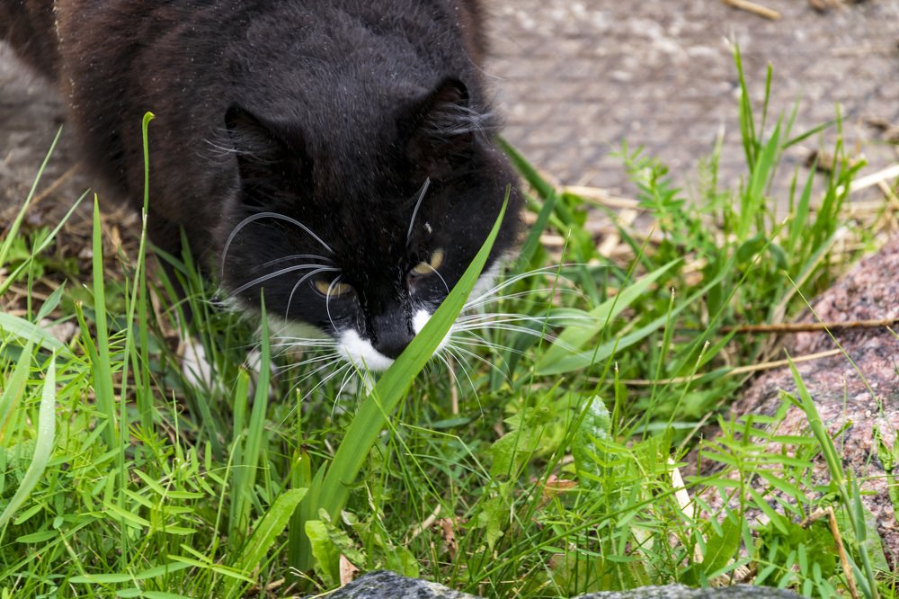 Зелень на завтрак