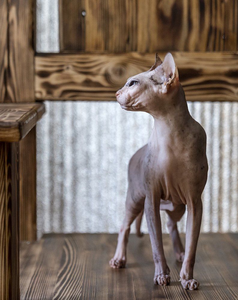 А за окном весна. Model Флюша.