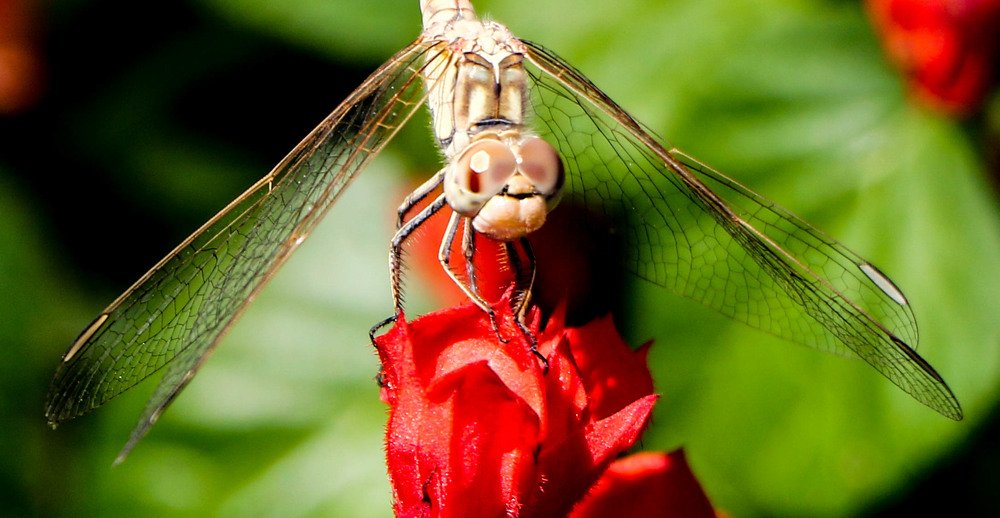 Стрекоза на цветке.